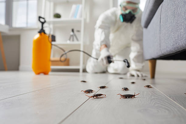 Affordable Termite Control solutions in Dublin, OH